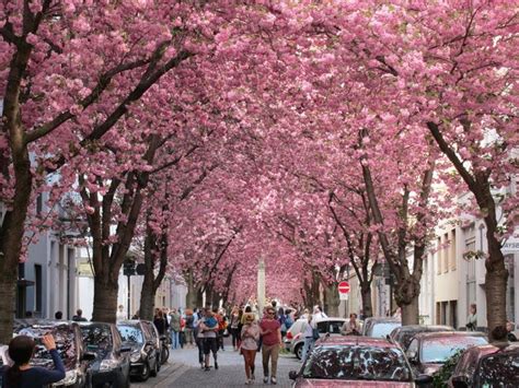 Pavan Mickey Tunnel Of Cherry Trees In Bonn Germany