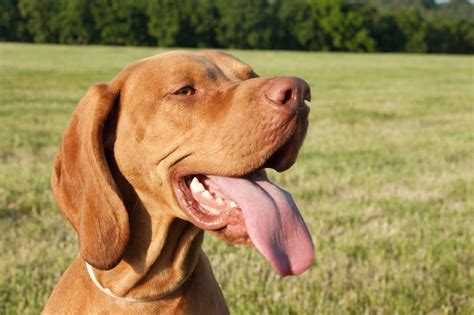 Dog Tongue Wallpapers High Quality Download Free