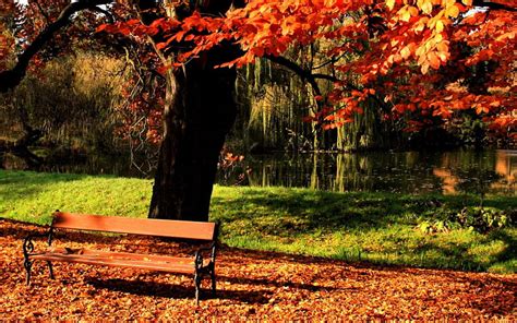 Bench In Autumn Park R Parks Autumn Benches Nature Trees Hd