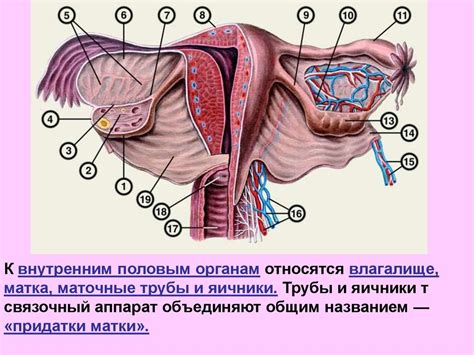 Анатомия и физиология женских половых органов презентация онлайн