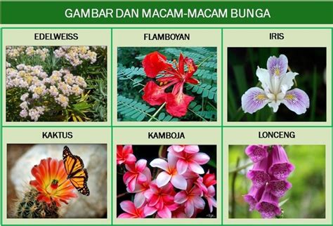 Bunga ini banyak di kagumi karena memiliki warna yang indah dan mempesona. Macam Macam Nama Bunga Dan Gambarnya - Puspasari