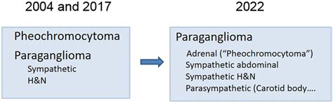 Evolution Of The Nomenclature And Classification Of Paragangliomas