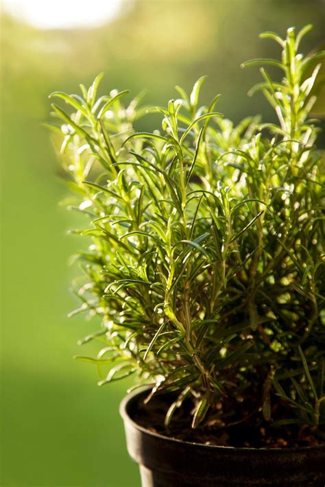 Rosemary Container Care Tips For Growing Rosemary In Pots Gardening