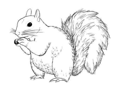 How To Draw A Squirrel For Kids Step By Step Easy Drawings Tutorial