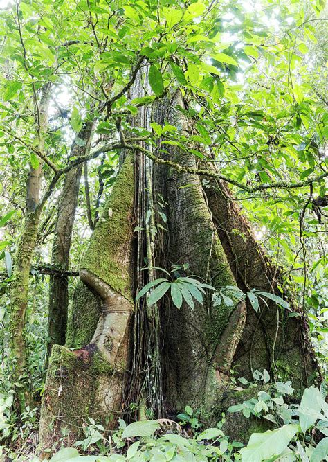 Rainforest Tree With Roots Photograph by Dr Morley Read | Fine Art America