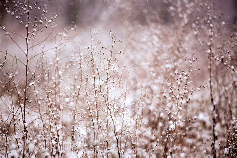 Free Images Tree Water Nature Branch Snow Winter Plant White