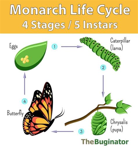 Monarch Life Cycle 4 Stages 5 Instars Photos Video 🪰 The Buginator