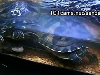 Turtle Porn Videos At Wonporn Com