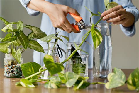 Plant Propagation Techniques Learn How To Propagate Plants
