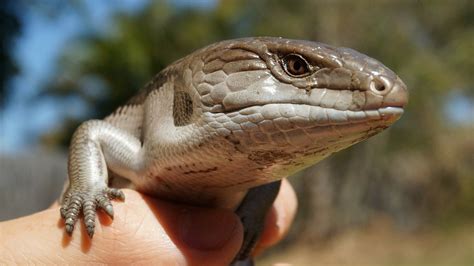 Blue Tongued Skink Facts Info And Care Guide With Pictures Pet Keen
