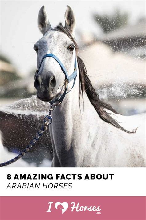 8 Things You May Not Have Known About Arabian Horses Horses