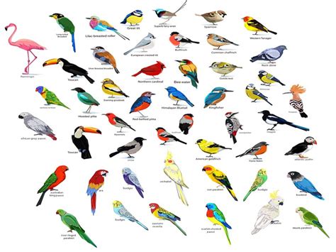 25 Different Types Of Birdspakshiyon Names List And Pictures