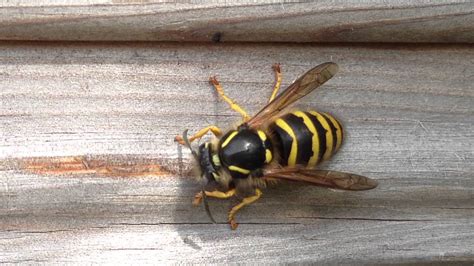 Social Wasp Chewing Shed For Nest Material Nurturing Nature Youtube