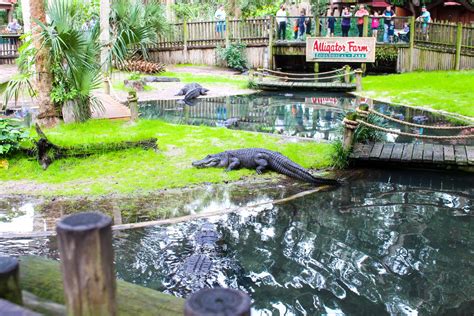 St Augustine Alligator Farm Zoological Park Date Your State