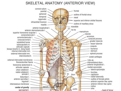The Skeletal System Anatomy Health Life Media