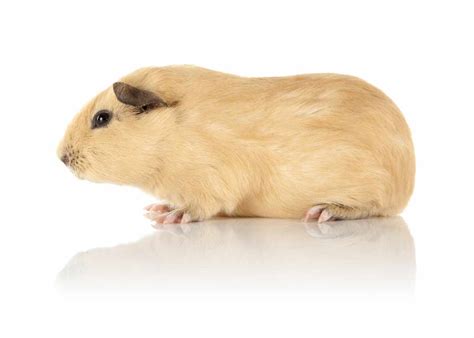 Pet breeds live an average of four to five years, but may live as long as eight years. After Seeing the Types of Guinea Pigs, You'll Want One ...