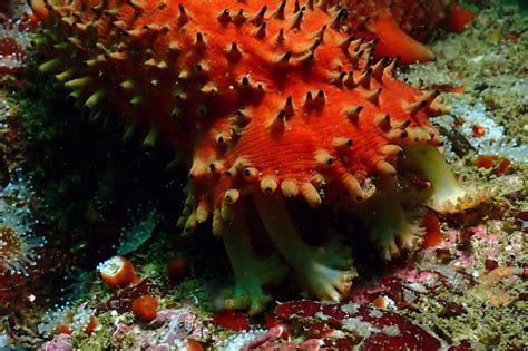 Apostichopus Parvimensis Warty Sea Cucumber Reef Life Survey