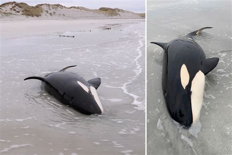 Screaming 11ft Orca Killer Whale Rescued After Getting Stranded On