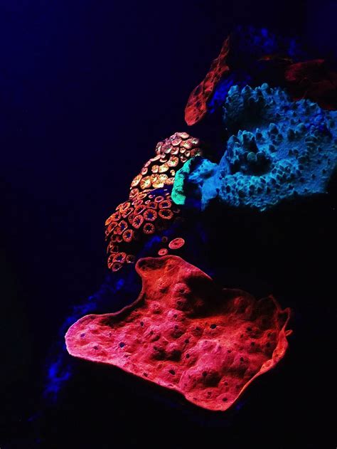 Red Seas Glowing Corals Are Rainbow Of Colors Live Science