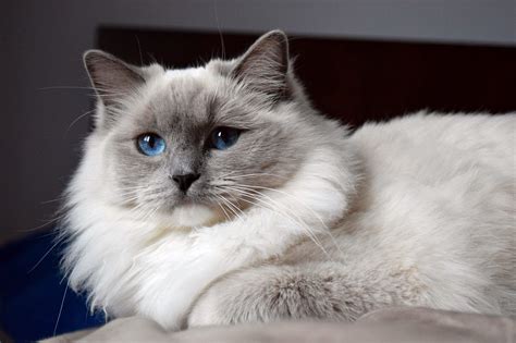 Blue Mitted Ragdoll Cat Ragdoll Cat Ragdoll Cat Breed Gorgeous Cats