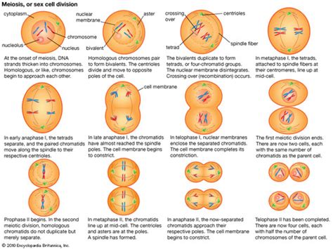 Sexual Reproduction And Meiosis Flashcards Quizlet