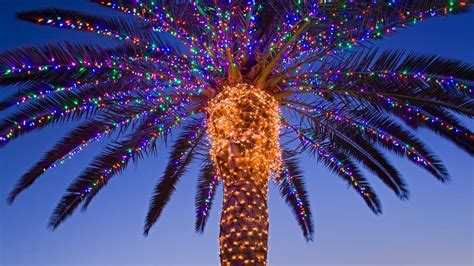 Astonishing Christmas Palm Tree Decorating With Christmas Lights