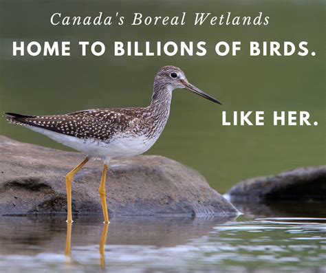 Wetland Wonders Boreal Songbird Initiative