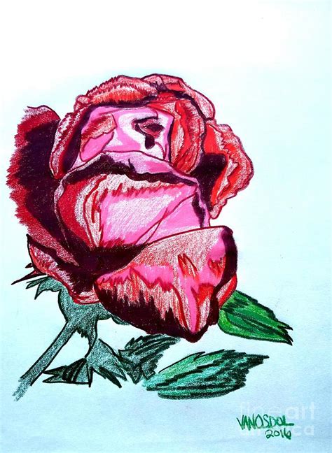 Colored Pencil Detailed Rose Drawing By Scott D Van Osdol