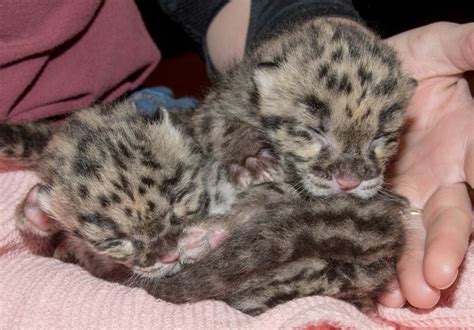 Two Cute Clouded Leopard Cubs Born In Tampa Zooborns