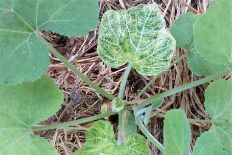 Cucumber Mosaic Virus Pests Diseases