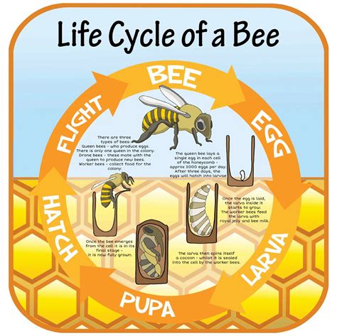 Life Cycle Of A Bee Sign