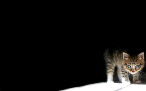Free Download Peeking Cat Wallpapers Top Peeking Cat Backgrounds
