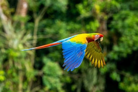 macaw hari ini