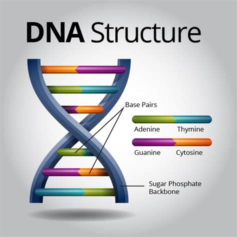 Dna stands for deoxyribonucleic acid. DNA - Molecule of Life | Know-It-All