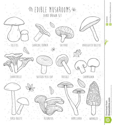 Set Of Edible Mushrooms With Titles On White Background. Stock Vector ...