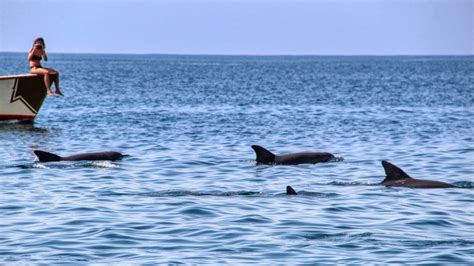 Swimming With Dolphins ⋆ The Charming Lonno Lodge Watamu