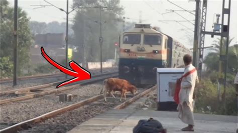 Animal Vs Train Animals Hit By Train Compilation 3 Youtube