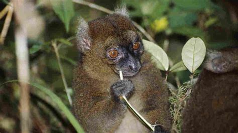 Madagascars Bamboo Lemurs Fight For Survival Parallels Npr