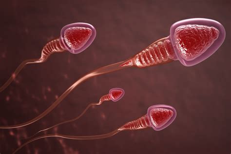 Scientists Grow Sperm Cells In A Lab For First Time
