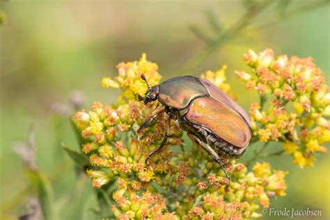 Maryland Biodiversity Project Green June Beetle Cotinis Nitida