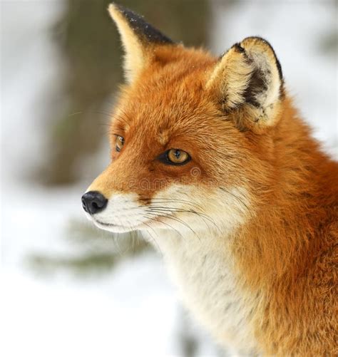 Red Foxes Stock Photo Image Of Vermin Young Scavenger 31421320