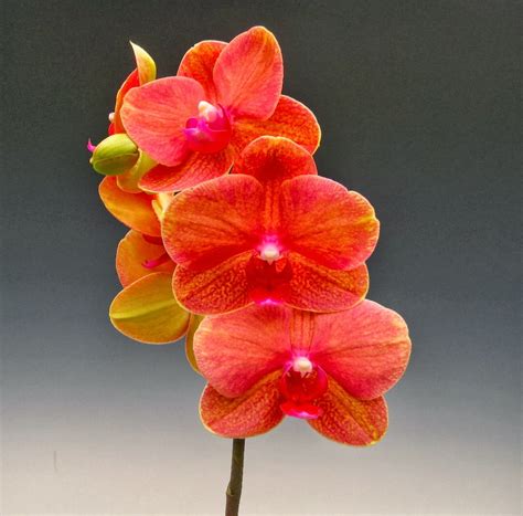 Orange Orchid Flowers Doritaenopsis Surf Song Ox Gold Orange
