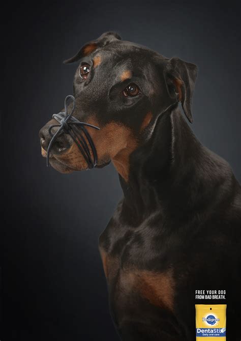 Pedigree Print Advert By Miami Ad School Free Your Dog 2 Ads Of The