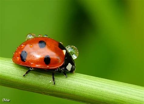 On Deviantart Ladybug