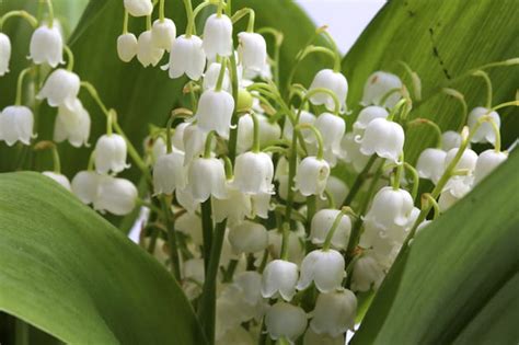 Personnalisez cette jolie carte avant une illustration simple et moderne pour le 1er mai. Les plus belles photos de muguet à envoyer pour le 1er mai
