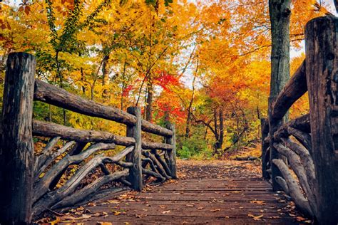 Path Leaves Nature Fall Trees Autumn Autumn Splendor Full Hd