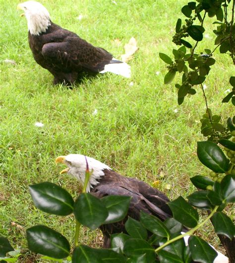 Two Eagles Free Stock Photo Public Domain Pictures