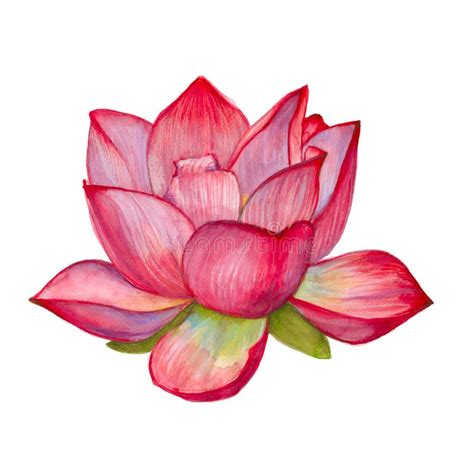 Watercolor Painting Of Pink Lotus Flower Stock Illustration