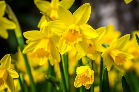 Download Yellow Flower Flower Nature Daffodil Hd Wallpaper