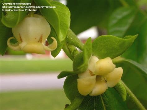 A wide variety of sale fruit trees options are available to you, such as climate, material, and commercial buyer. PlantFiles Pictures: Japanese Persimmon, Oriental ...